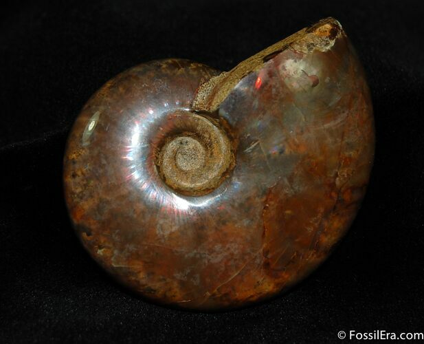 Iridescent Red Ammonite Inches #424
